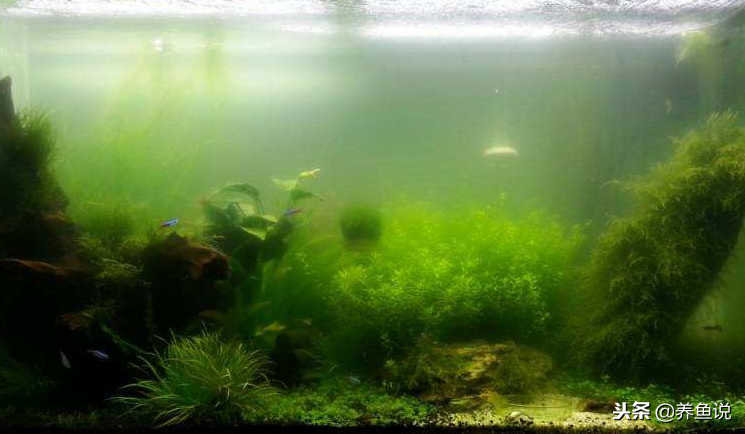 鱼缸水质浑浊常见的3种原因，每种情况具体分析，别急着换水