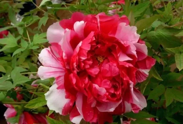 100种名贵牡丹鉴赏 绘画好素材（报花名）