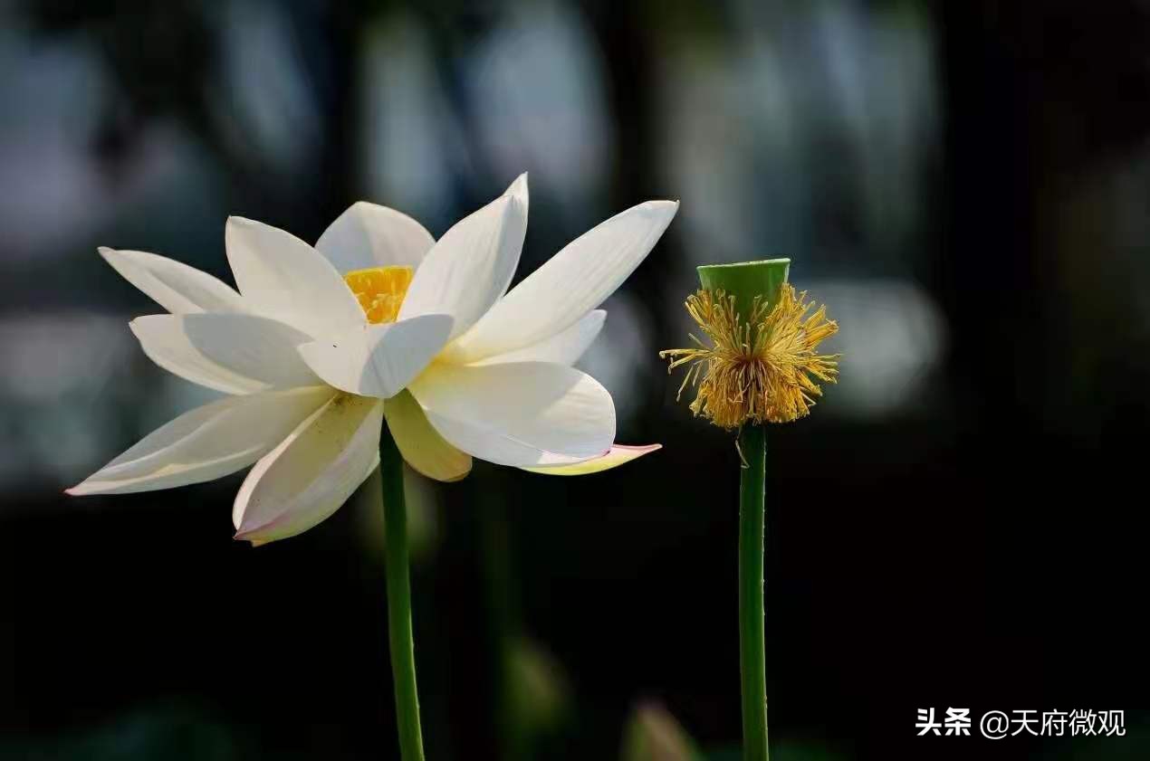 办特色学校·创卓越高中，来看新都香城中学的十年树木和芝兰玉树