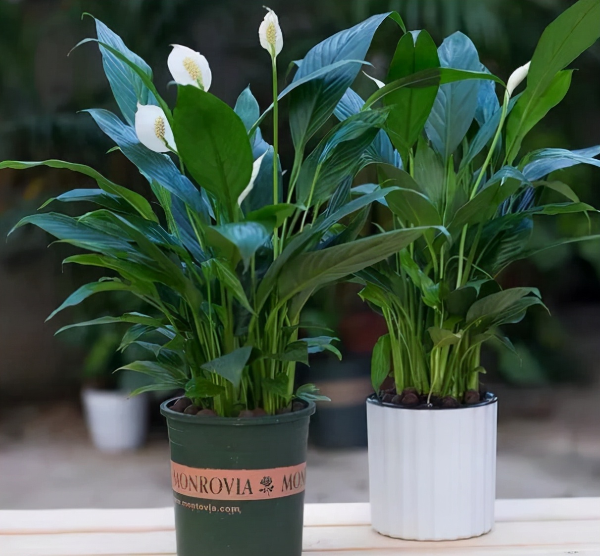 5种喜水植物,越浇水越疯长,适合新手
