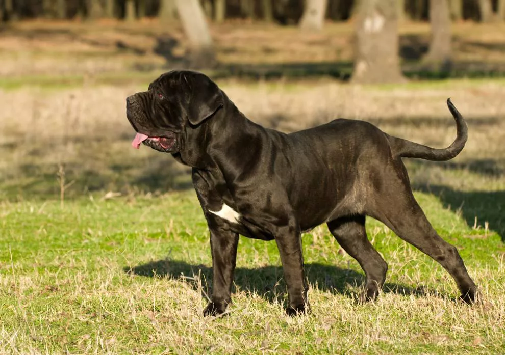 纽波利顿獒犬 纽波利顿犬吃人吗-泛经验