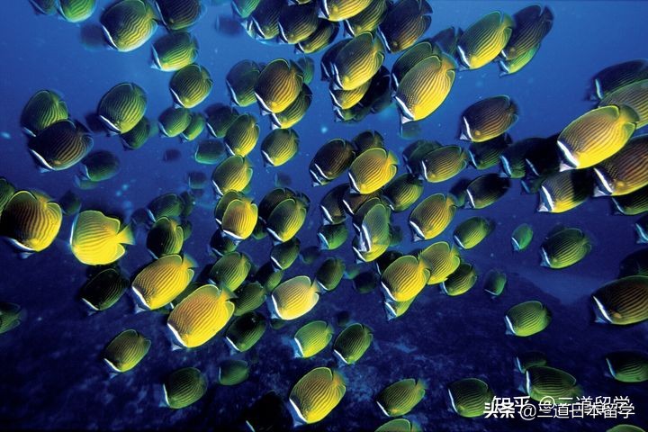 「赴日留学」设有摄影专业的大学（学部）