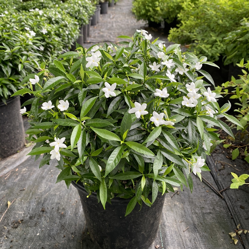 网友:被名字耽误了一生