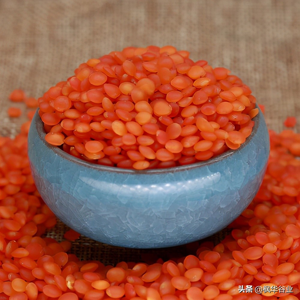 红小扁豆的功效与作用(红小扁豆的功效与作用)-我的快乐小窝