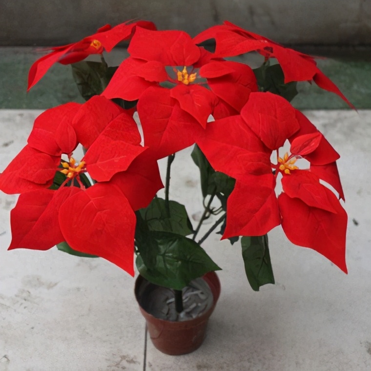 你养的花，可能是“毒花”，盘点8种常见毒花