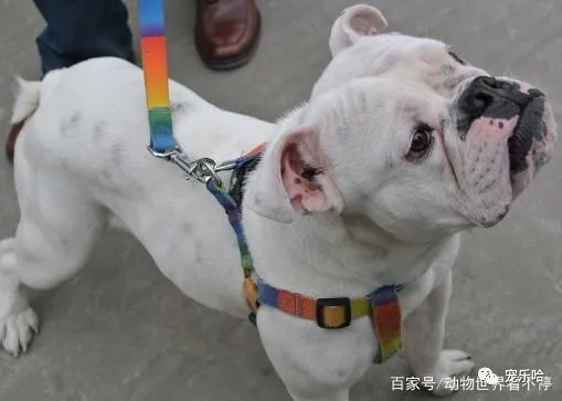 世界上最能吃的4种狗狗,最后一种堪称“行走的饭桶”