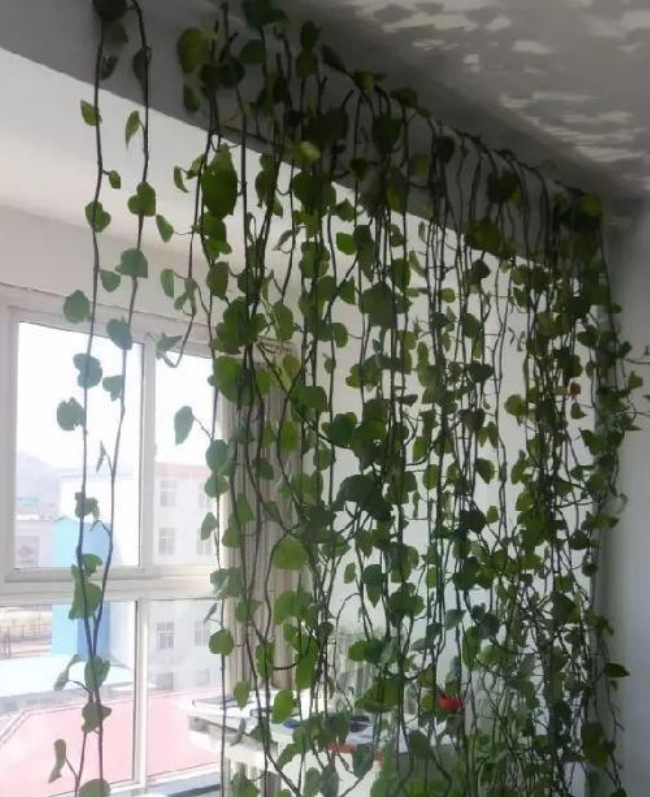 买遮阳窗帘容易交智商税，不如在窗前种一片绿植，省钱又环保