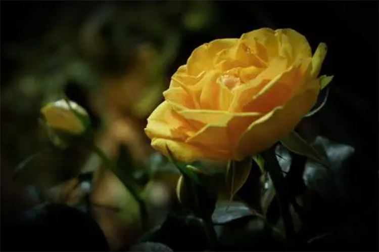 黄色玫瑰寓意和花语（这种花不要轻易送给恋人）