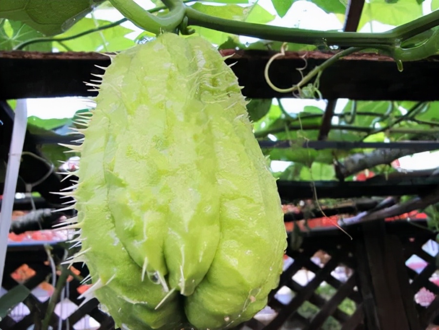 佛手瓜的功效与作用佛手瓜最佳种植时间