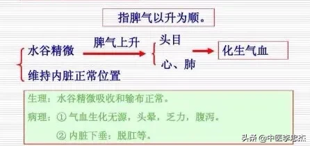 五脏的生理功能——脾脏
