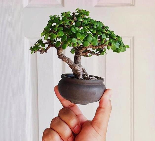 盆栽金枝玉叶,3个"小动作",叶片饱满有光泽,轻松变成美盆景