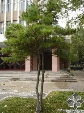 常绿乔木有哪些（70多种常用常绿乔木图例宝典）