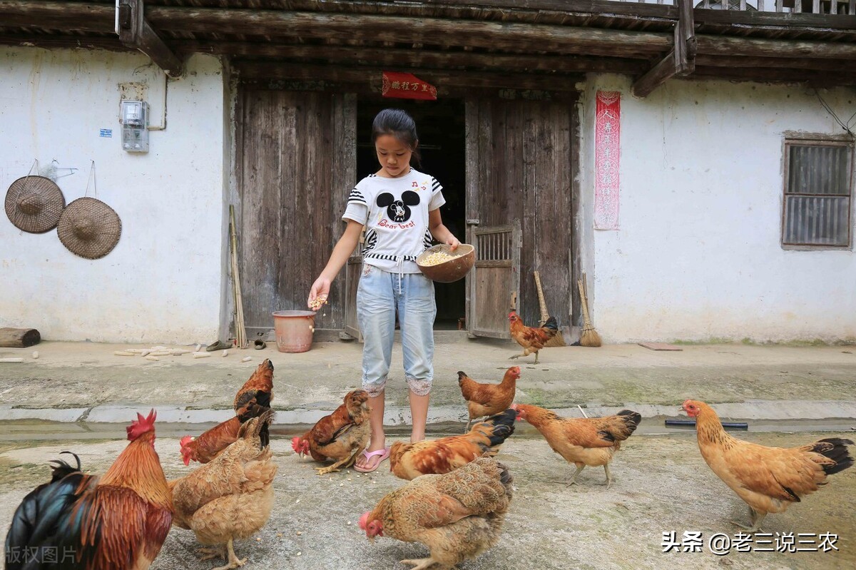 鸡粪喂猪,鸡粪喂猪的处理方法