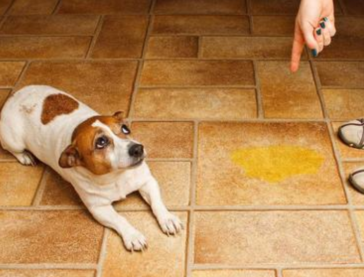 “恨”主人的狗狗，都有这几种表现，希望你家狗没有