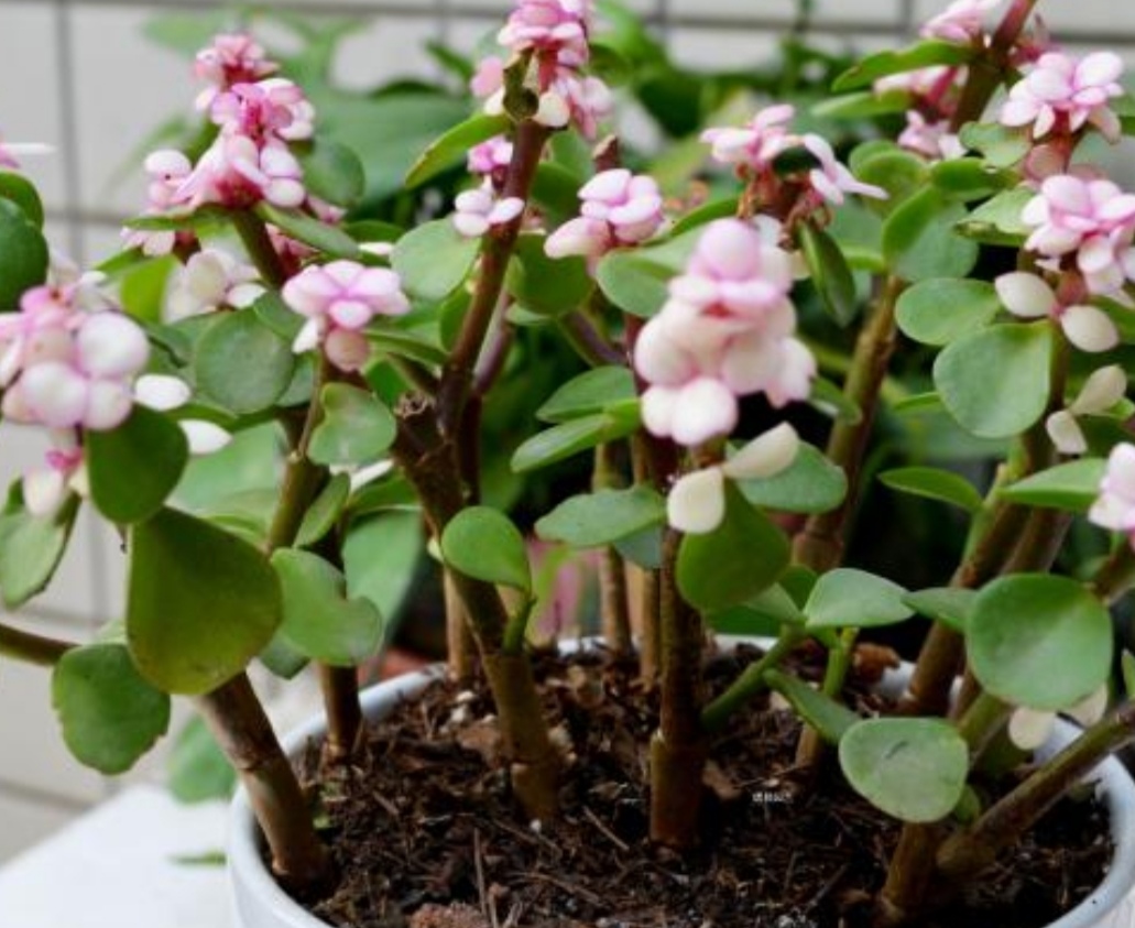 金枝玉叶怎么养才开花(金枝玉叶开花养护技巧)