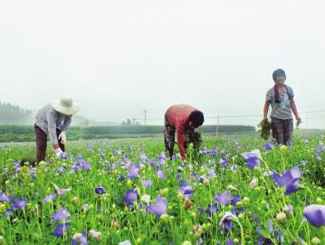 桔梗花的种植时间和种植方法（洋桔梗花的种植时间和种植方法视频）-大连信息网
