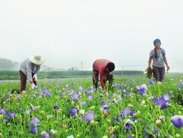 桔梗花的种植时间和种植方法（洋桔梗花的种植时间和种植方法视频）-第4张图片-昕阳网