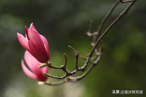 西南大学的前世今生