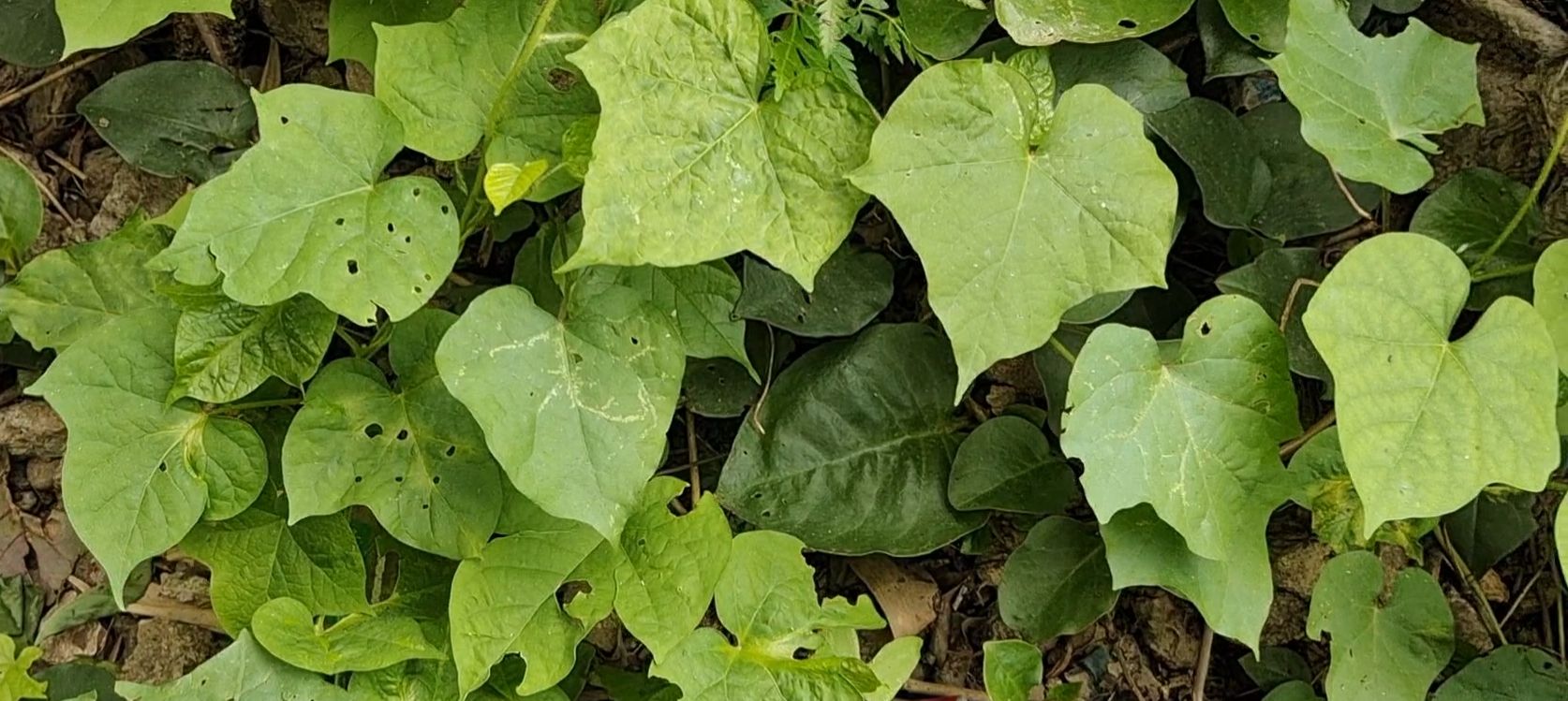 牵牛子入药,别名二丑,黑白丑,草金铃,金铃等.