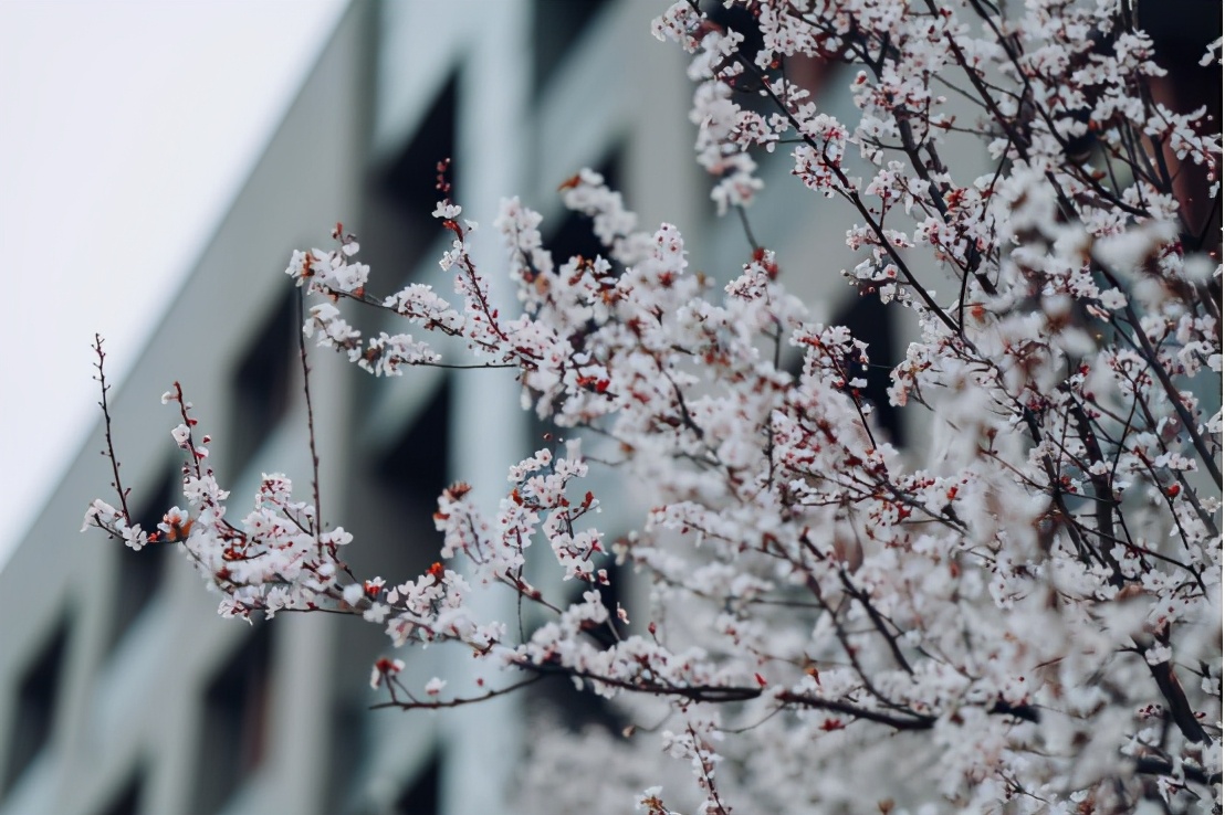 高清大图惊艳来袭！或许，“她”就是南京大学最美校花！