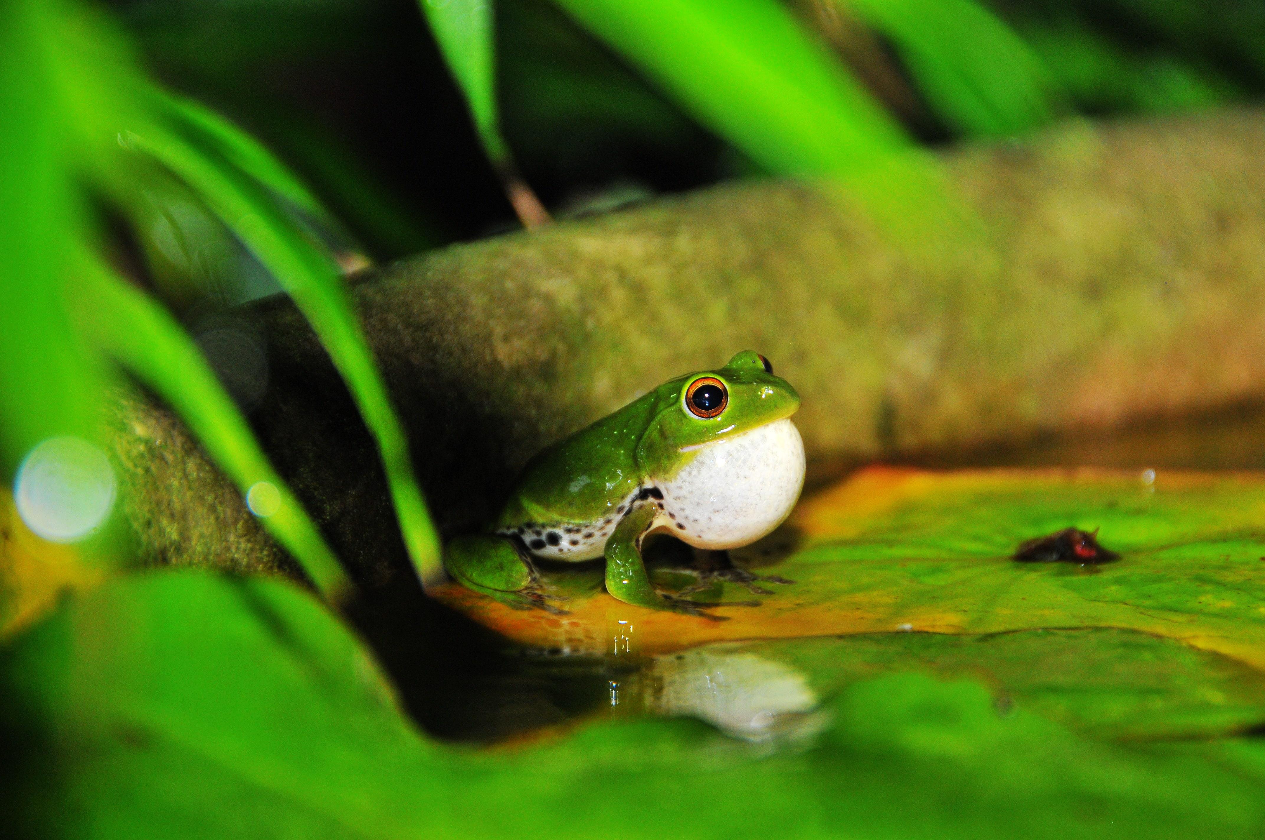 关于青蛙的散文(给青蛙妈妈打个电话散文) _晶羽科技