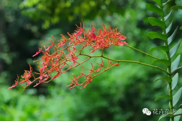 中国野花观花地点推荐