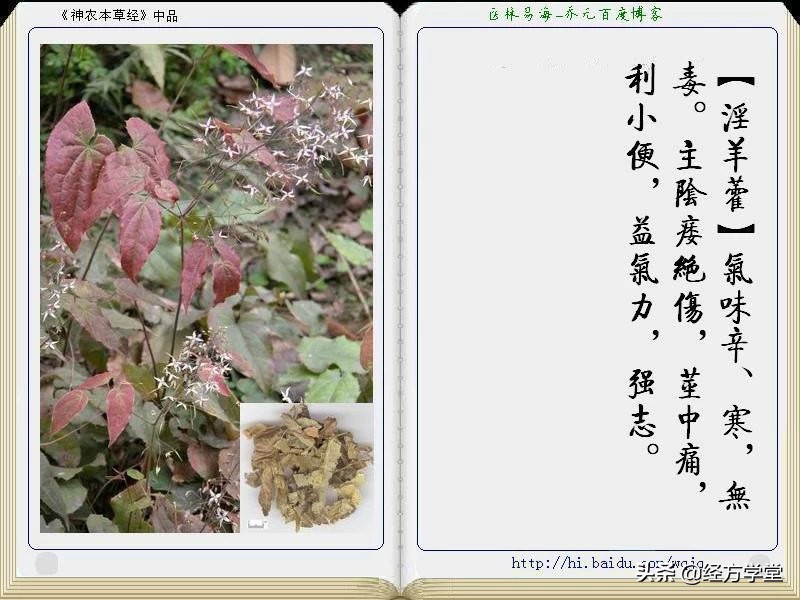 《神农本草经》全册图文解析 建议收藏