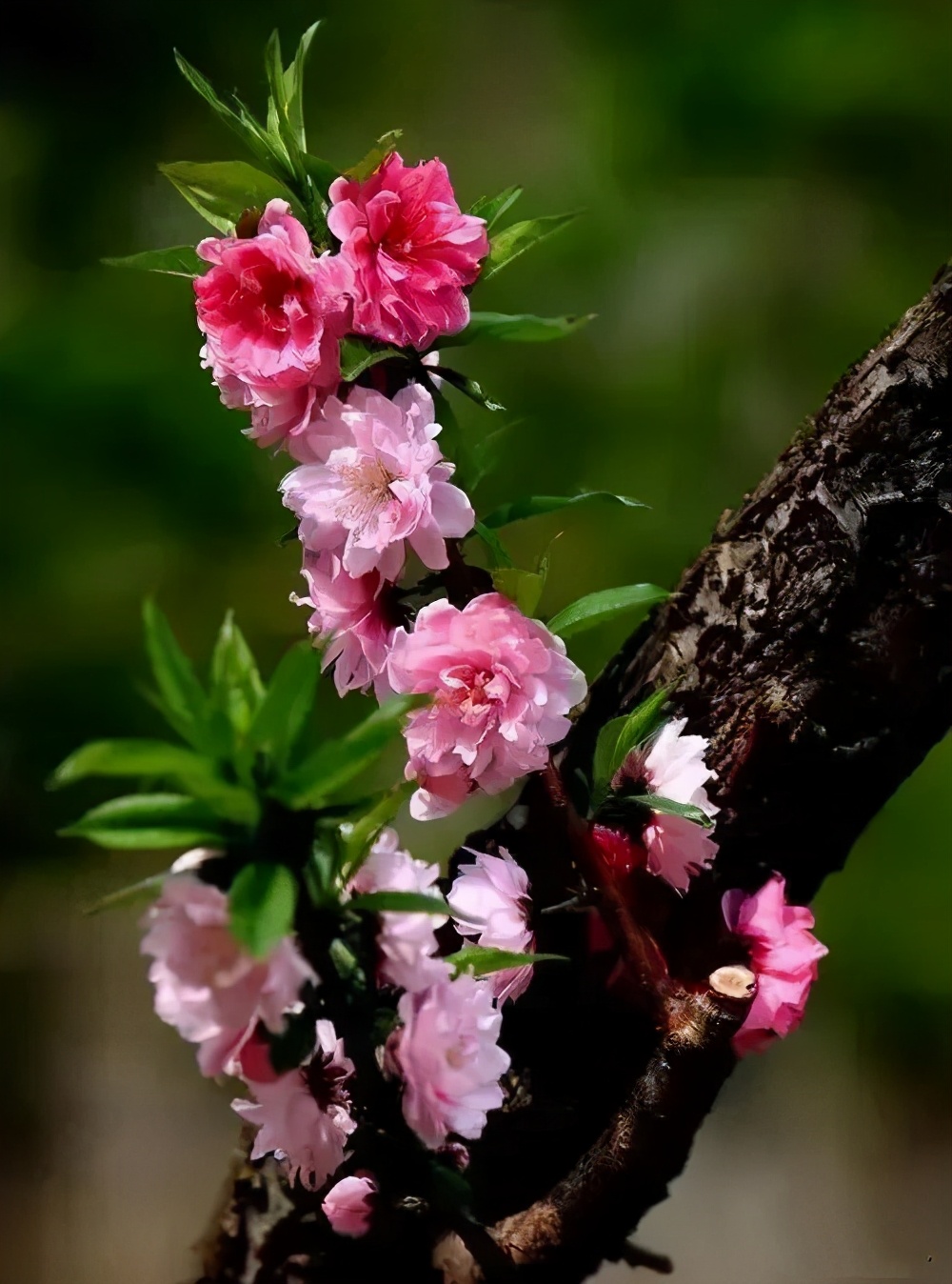 赏读：与你，酿一壶桃花酒，拟一阕梅花恋