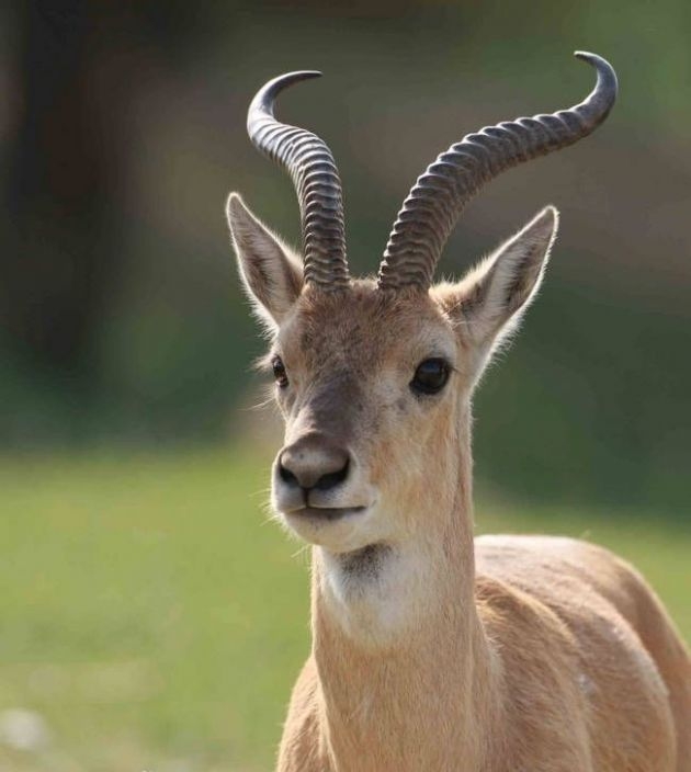 普氏原羚▲绵羊▲绵羊的老祖宗:摩弗伦羊▲北山羊▲苏格兰黑脸绵羊