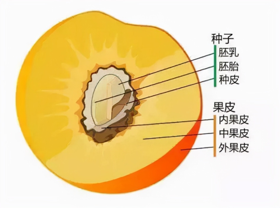 观察果实的结构图片