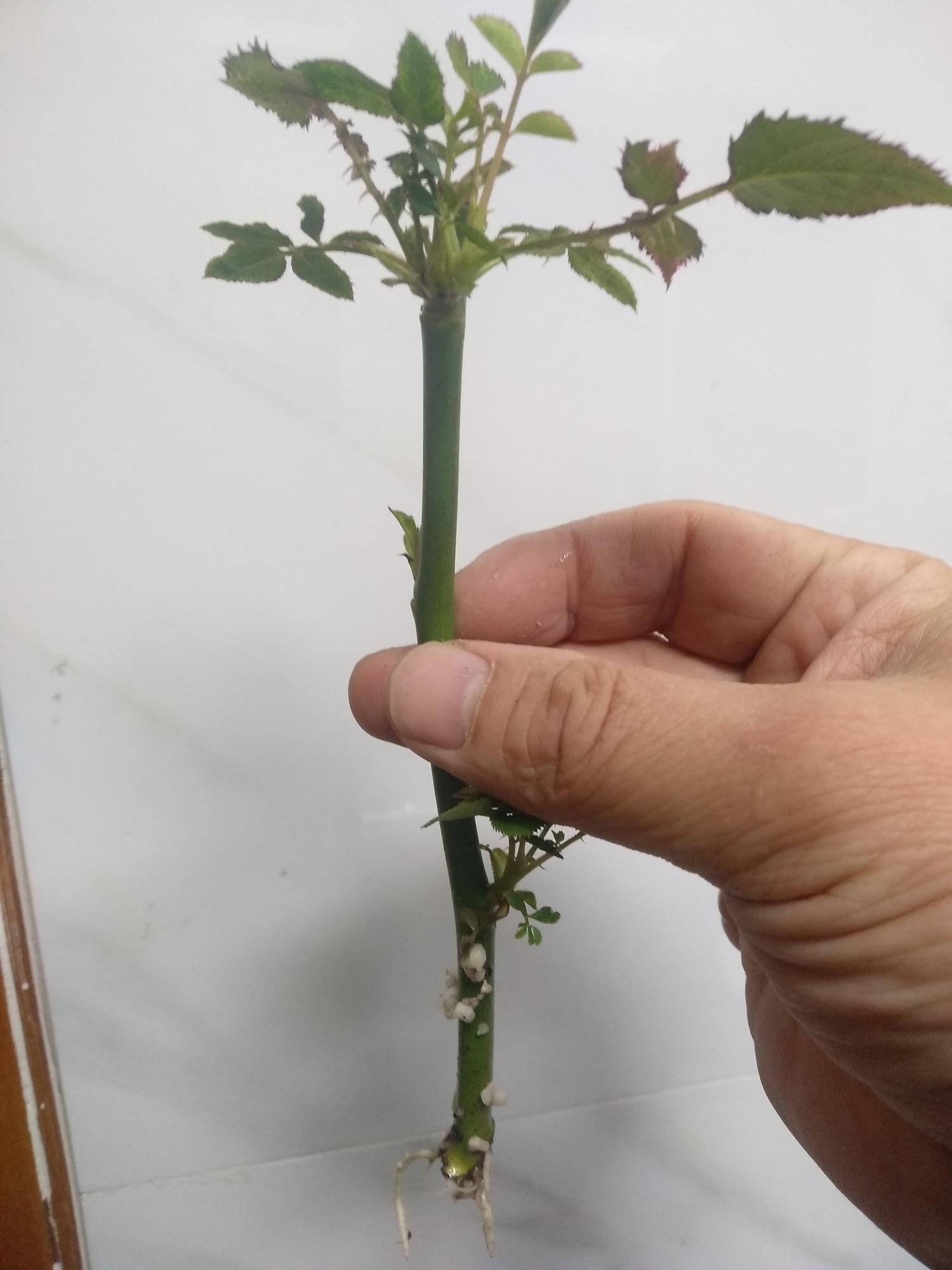 粉玫瑰不能随便送人 11朵粉玫瑰花束寓意-有深度有内涵的一个小网站