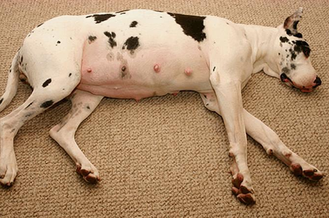 结语:你家狗狗生过小狗吗?本文到此结束,希望对大家有所帮助.