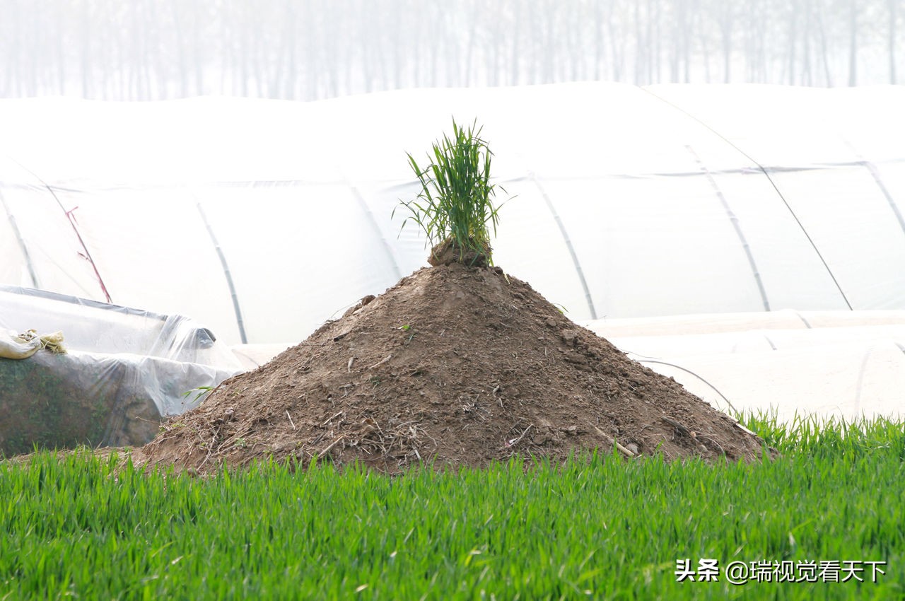 河南周口平坟,河南周口平坟事件始末