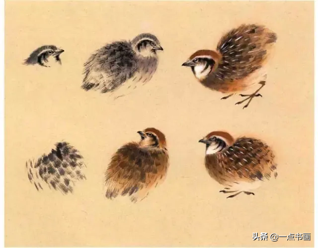 一学就会画——小写意禽鸟画法