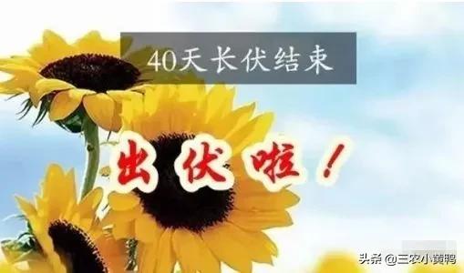 今天入伏吗？不，7月11号入伏，8月20号出伏，附三伏时间表