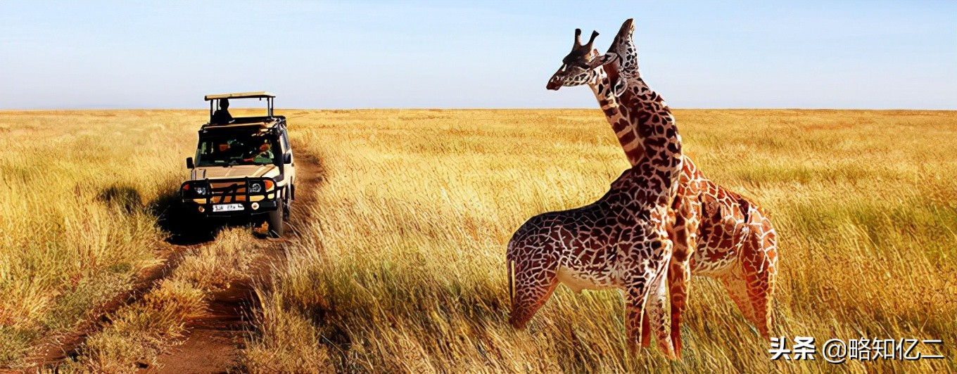 非洲动物图鉴：一起认识那些潇洒自由的灵魂
