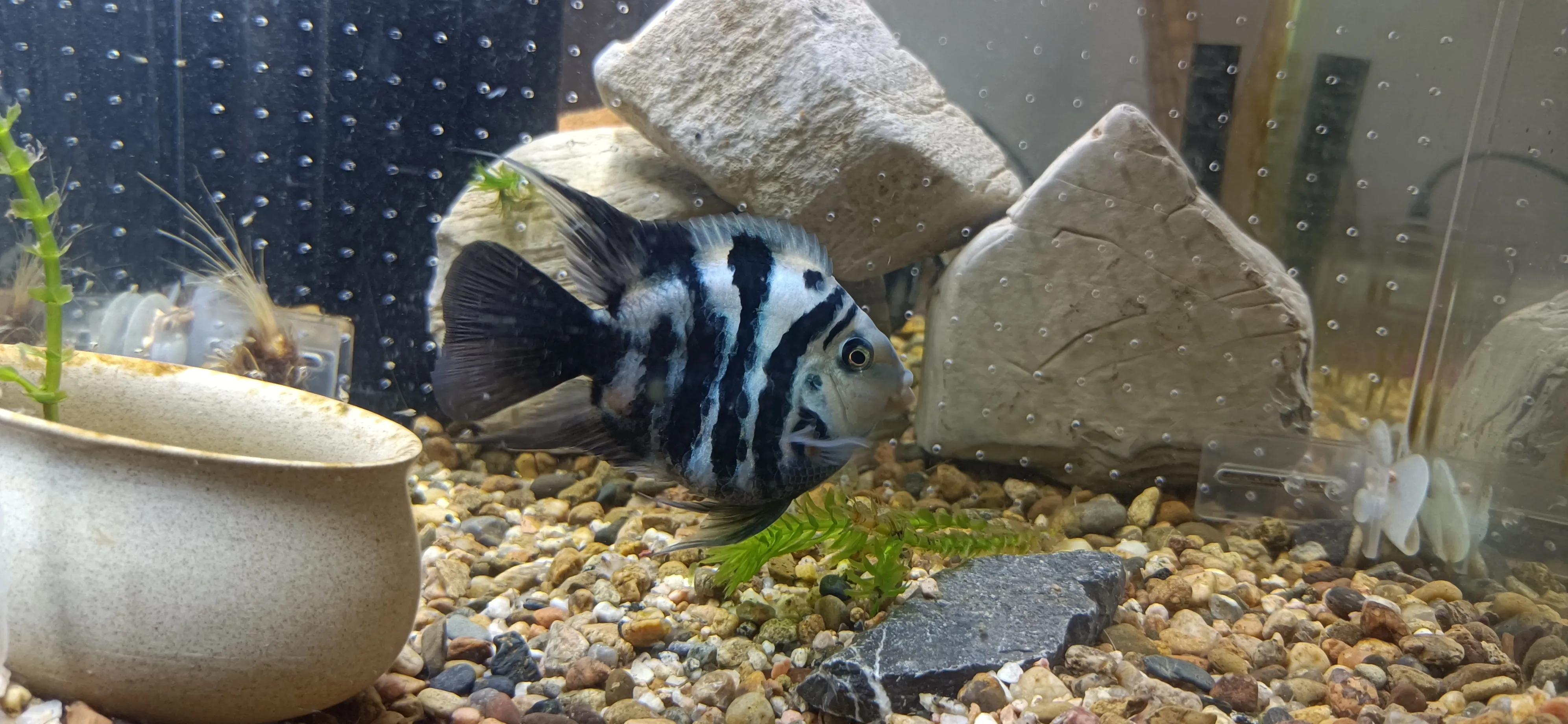 你对迷你鹦鹉鱼足够了解吗——盘点那些迷你鹦鹉鱼冷知识