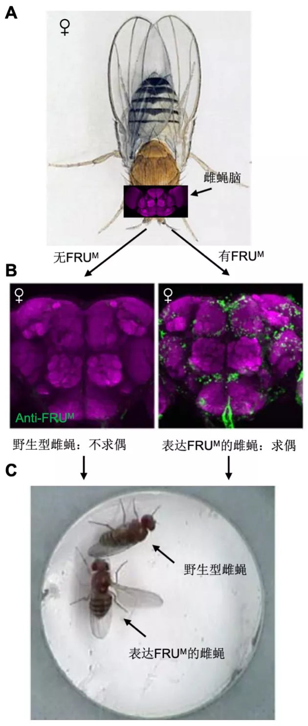 果蝇与性：存在调控行为的“开关基因”吗？