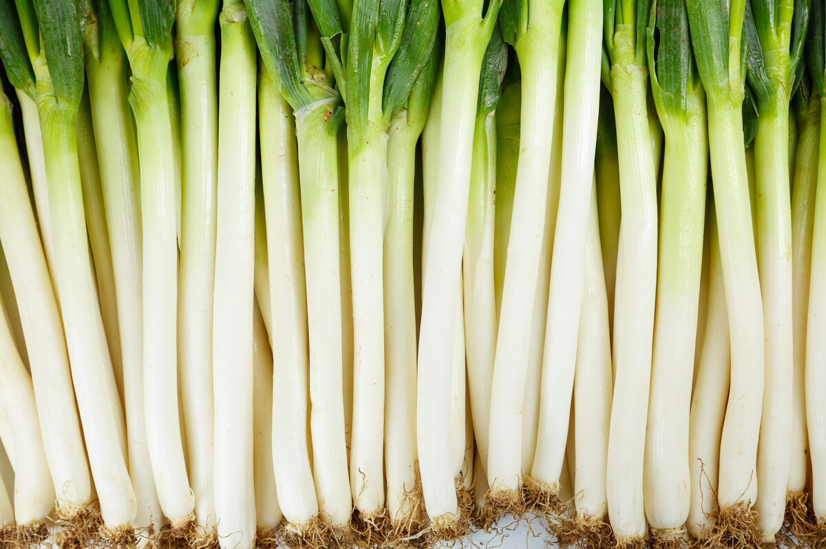 大葱价格走势图大葱触底1毛