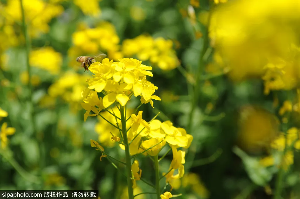 去哪看油菜花,