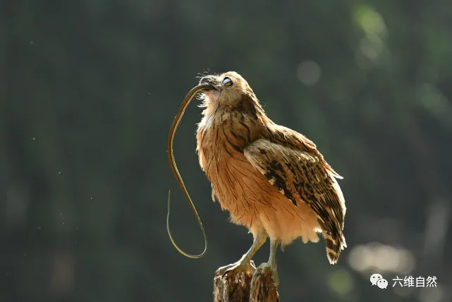 猫头鹰吃蛇吗-生活知识库-动动脑