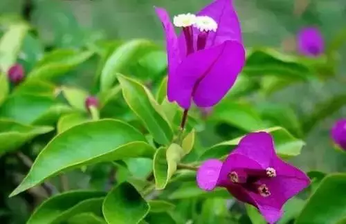 广州市市花是什么（全国56个城市的市花介绍）