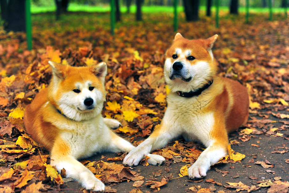 秋田犬:主人对它做这些事,它就会以为你不爱它了