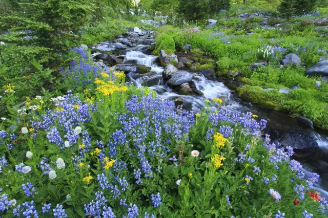 我愿是激流(鲁迅先生的自嘲古诗)