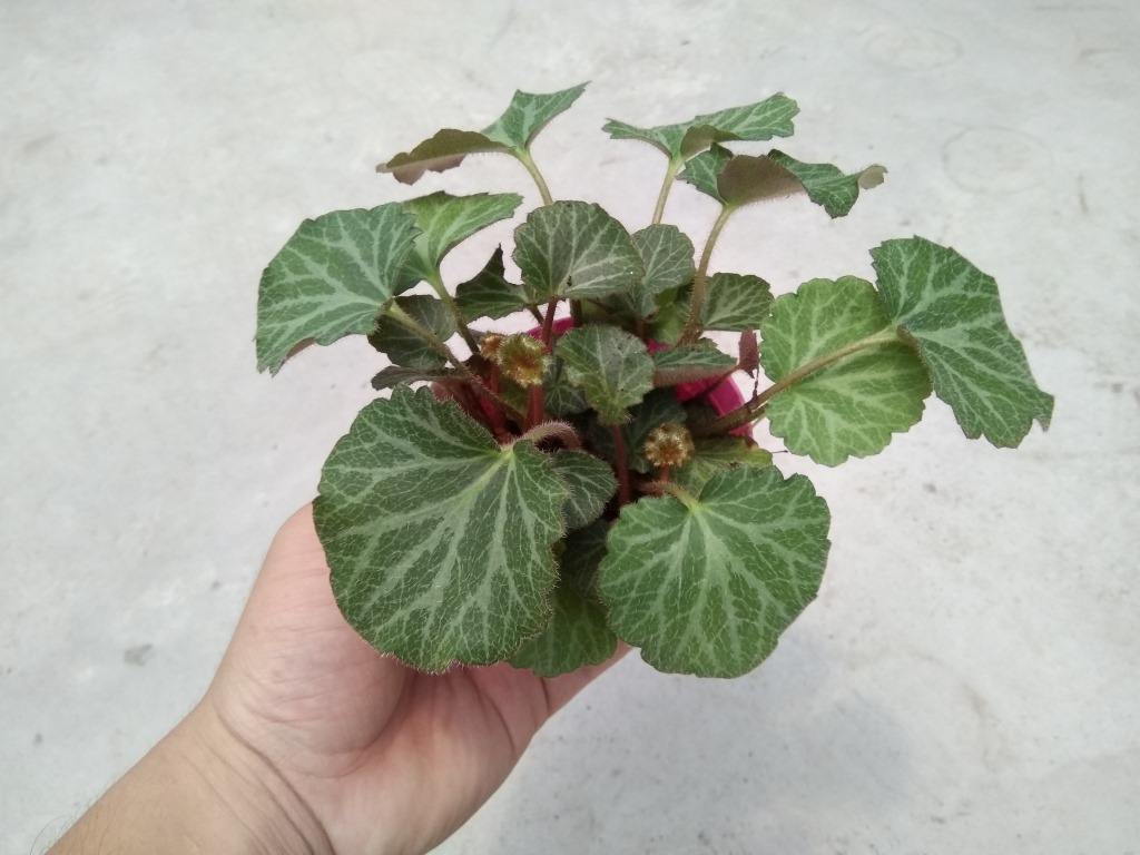 虎耳草的功效与作用(野外有种植物叫虎耳草,它的内在价值很高,收集