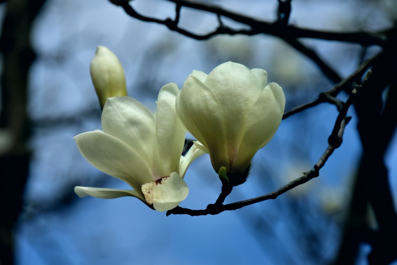 赏读：玉兰花开