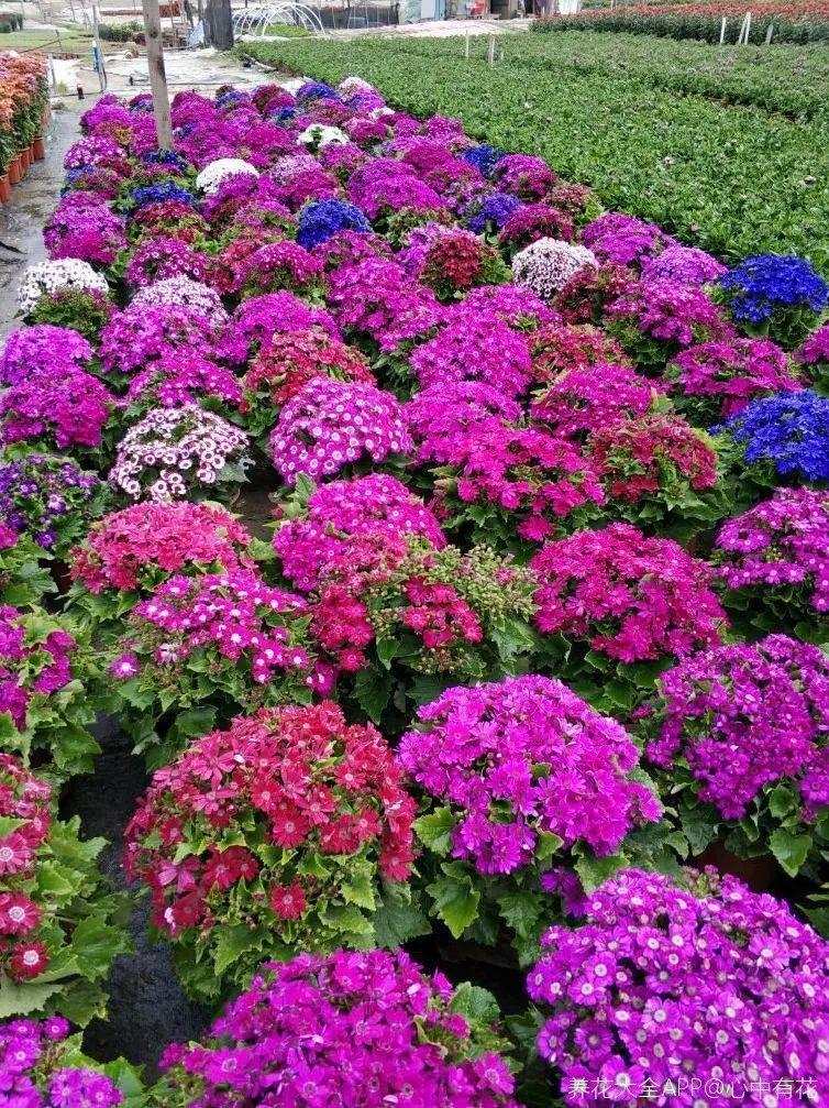 nba为什么浇水（天热了，花需水量太大，一天不浇水，立马死给你看）