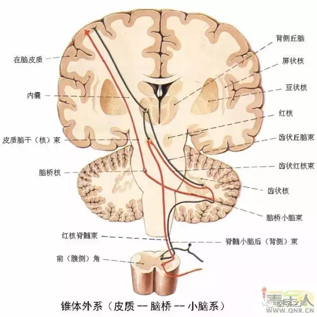 神经元结构示意图（神经元结构示意图手绘）-第19张图片-科灵网