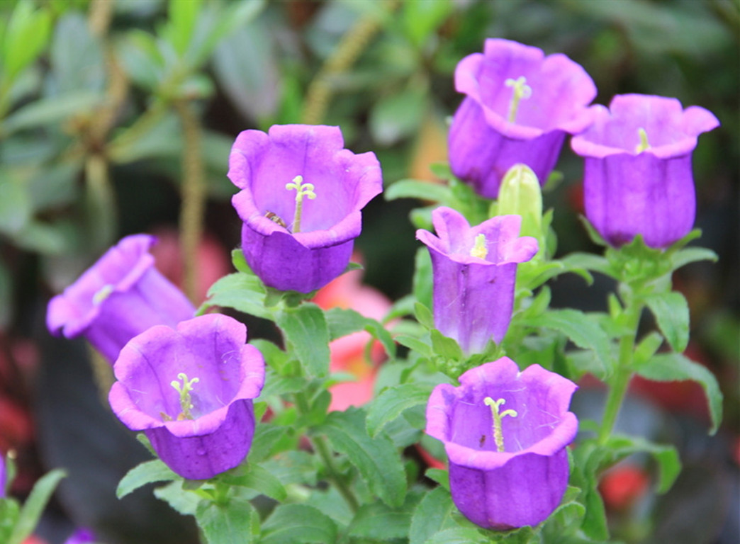 紫色风铃花的寓意是什么(紫色风铃的含义)-麦斯财经