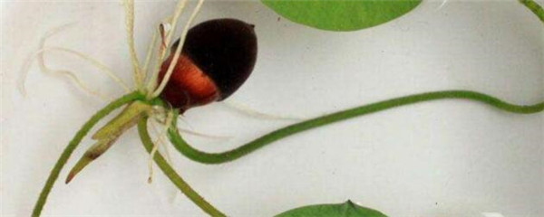 怎么养水培碗莲（水培碗莲的种植方法介绍）